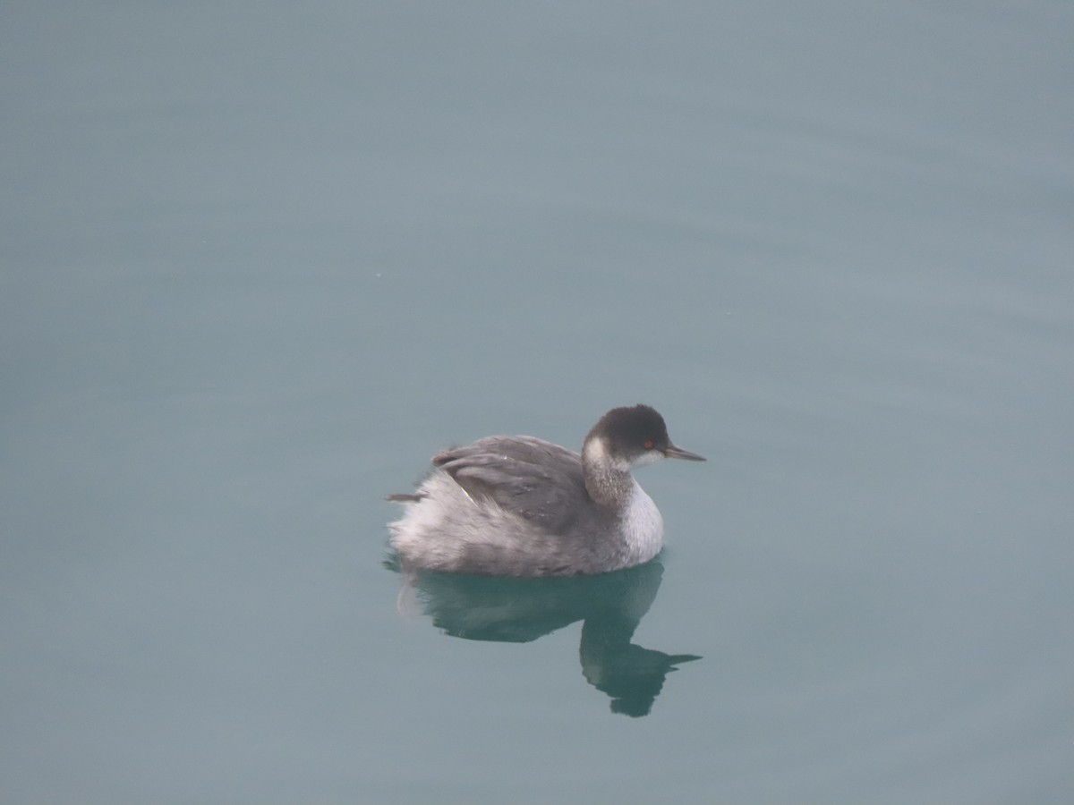 Grèbe à cou noir - ML646814251