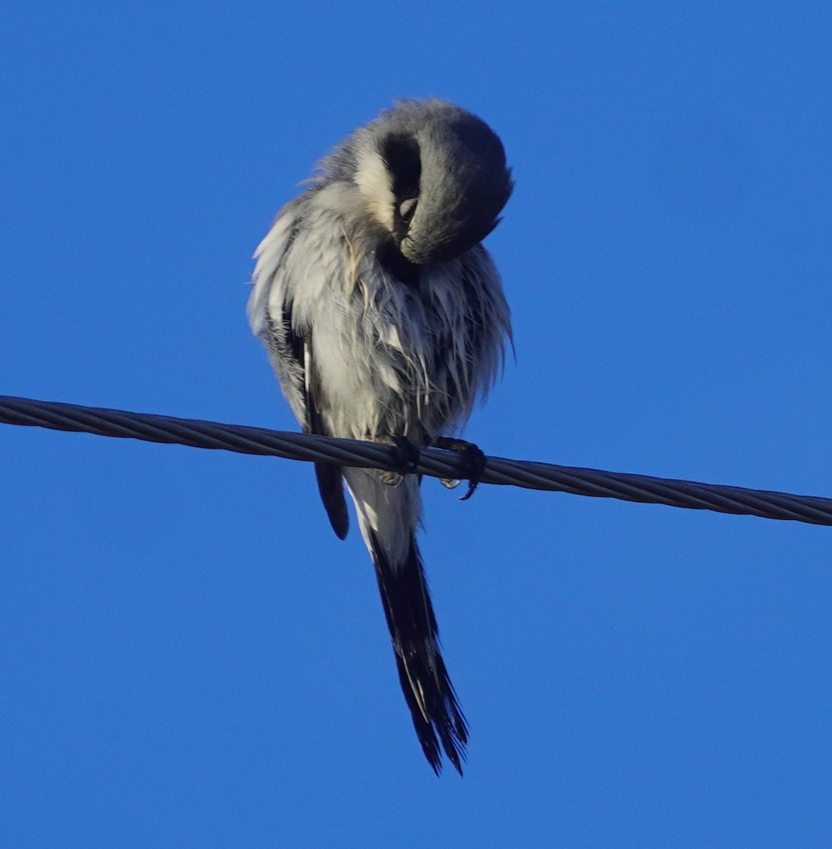 Loggerhead Shrike - ML646814253