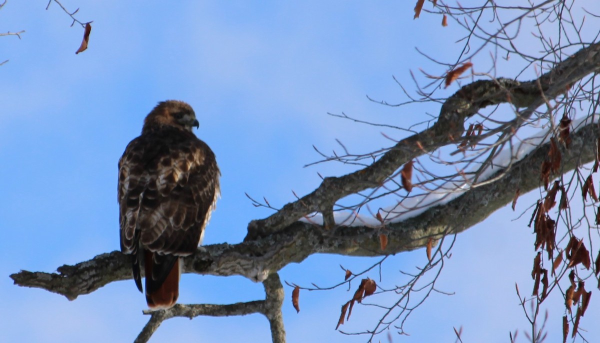 Краснохвостый канюк - ML646814254