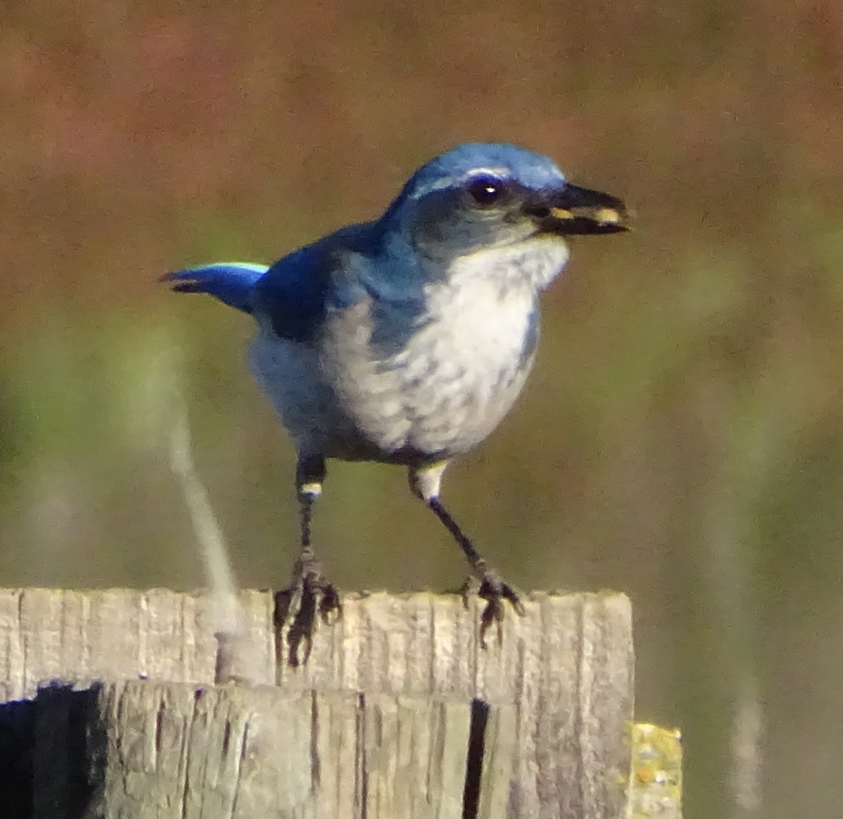 sojka západní - ML646814256