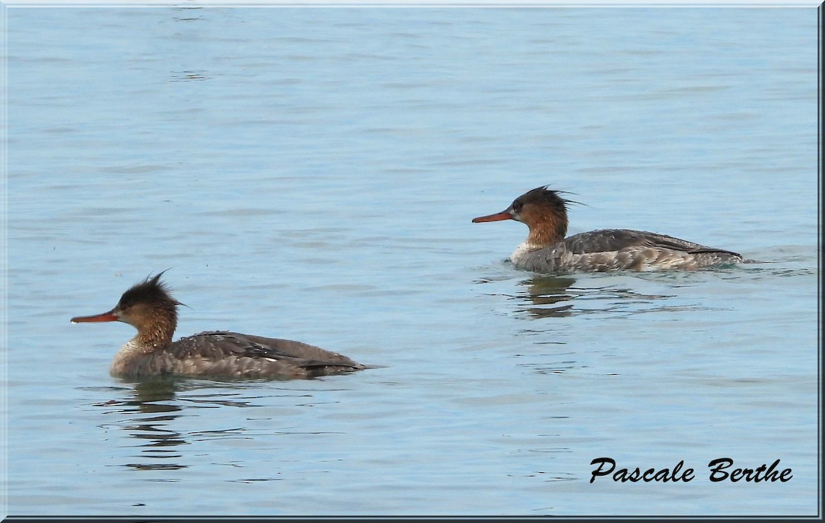 Tarakdiş - ML646814258