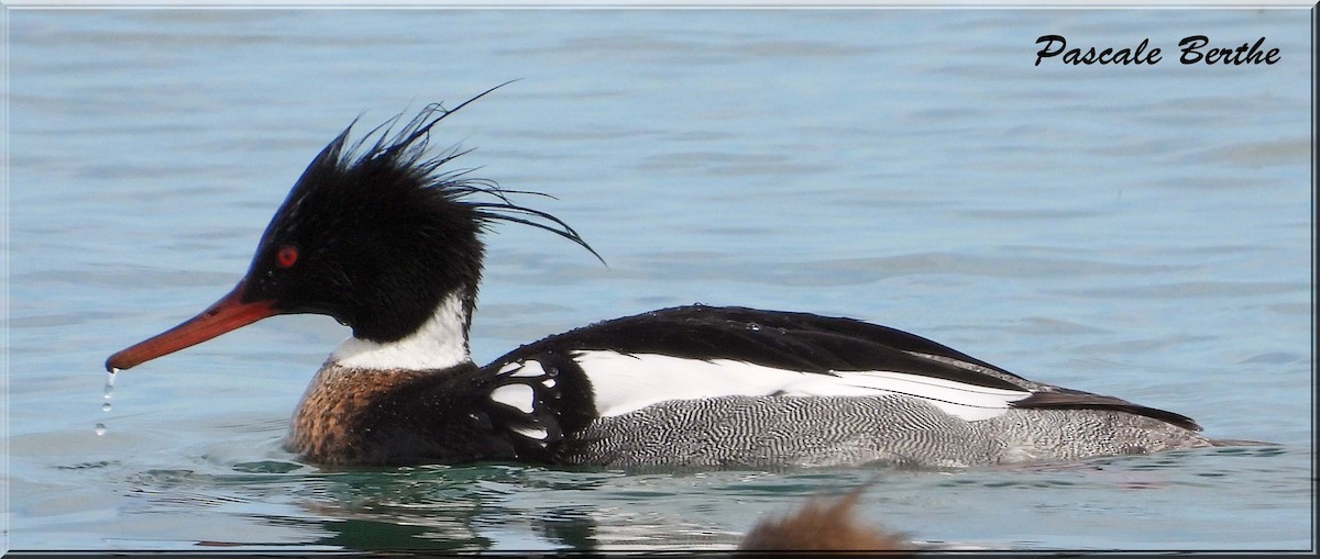 Tarakdiş - ML646814259