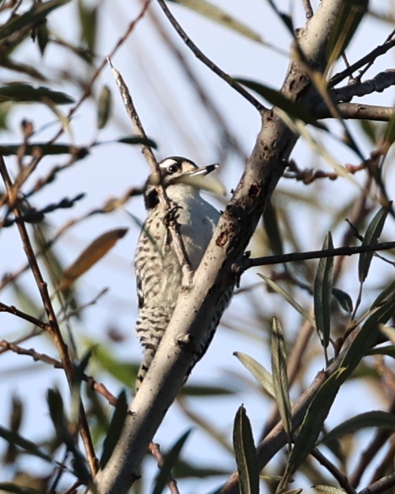 Nuttall's Woodpecker - ML646814261
