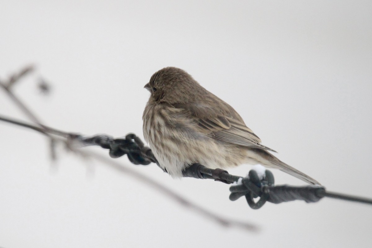 Ev Çütresi - ML646814262