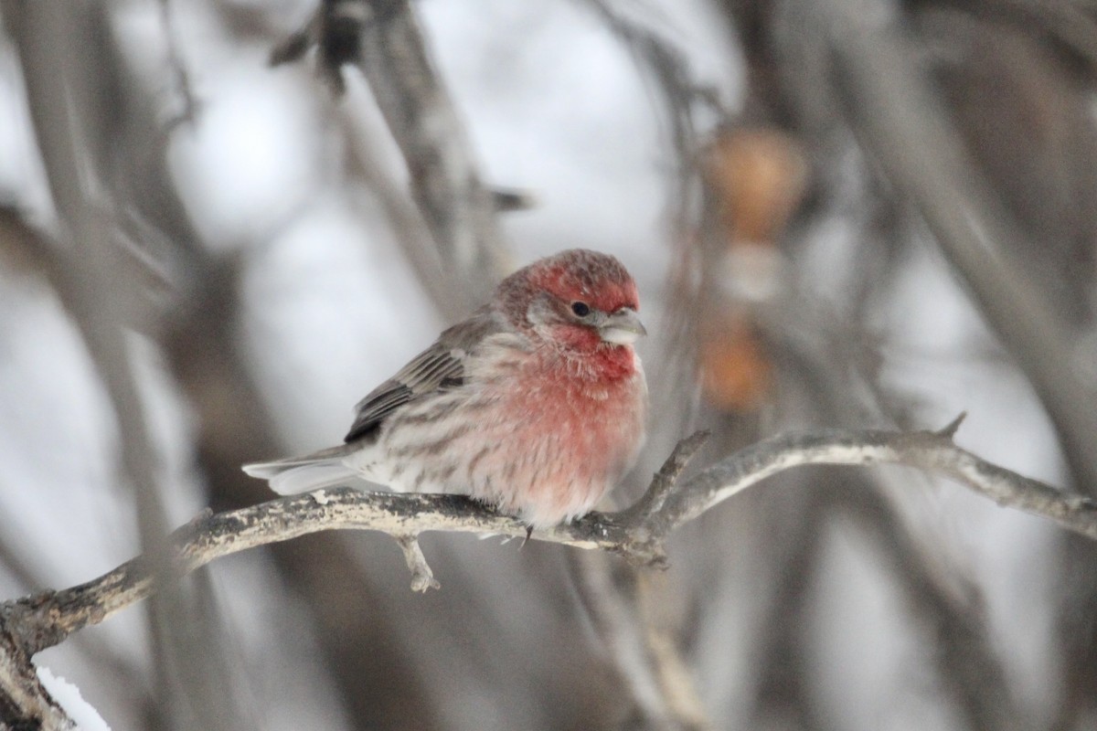 Ev Çütresi - ML646814263