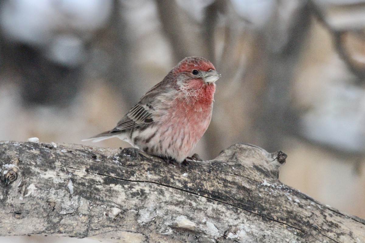 Ev Çütresi - ML646814264