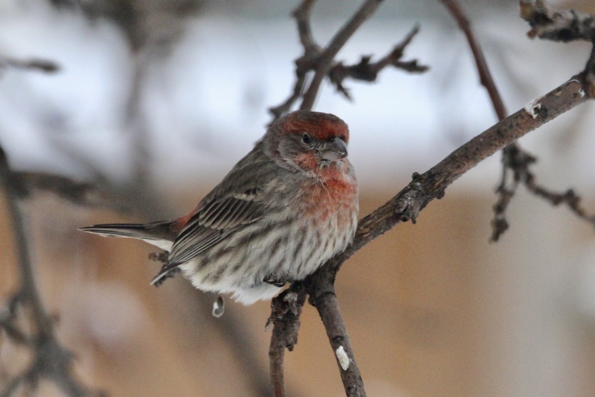 Ev Çütresi - ML646814265