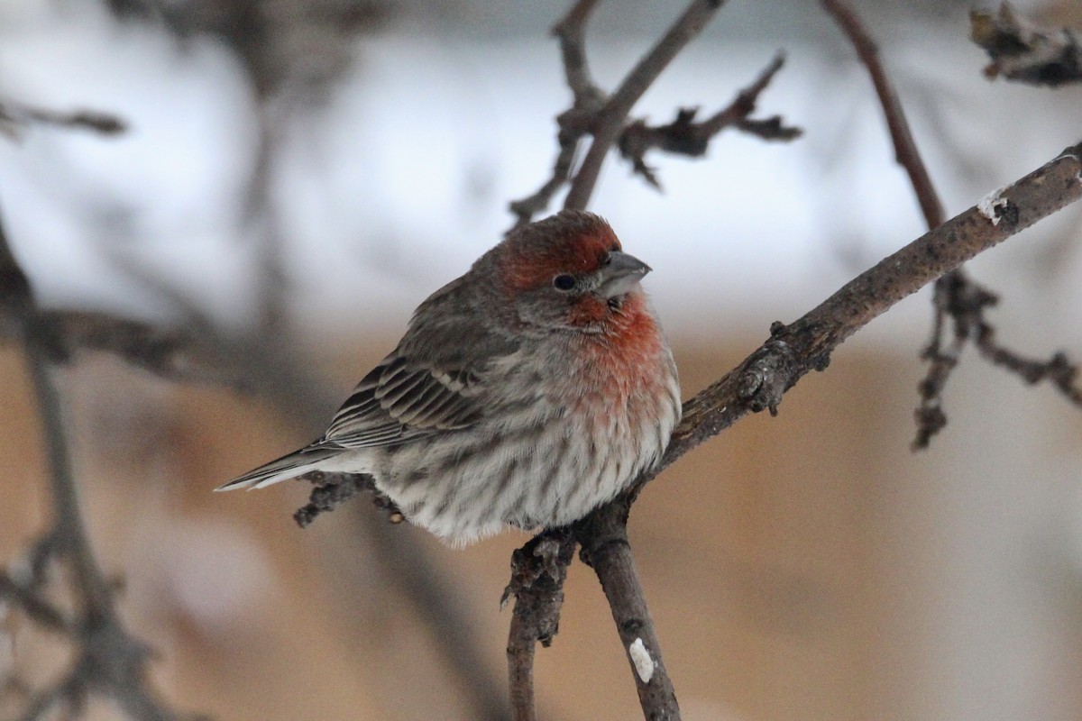 Ev Çütresi - ML646814266