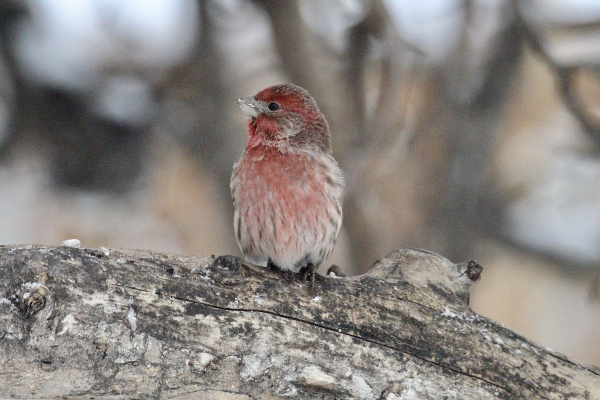 Ev Çütresi - ML646814267