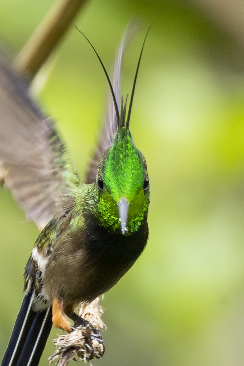 Wire-crested Thorntail - ML646814269