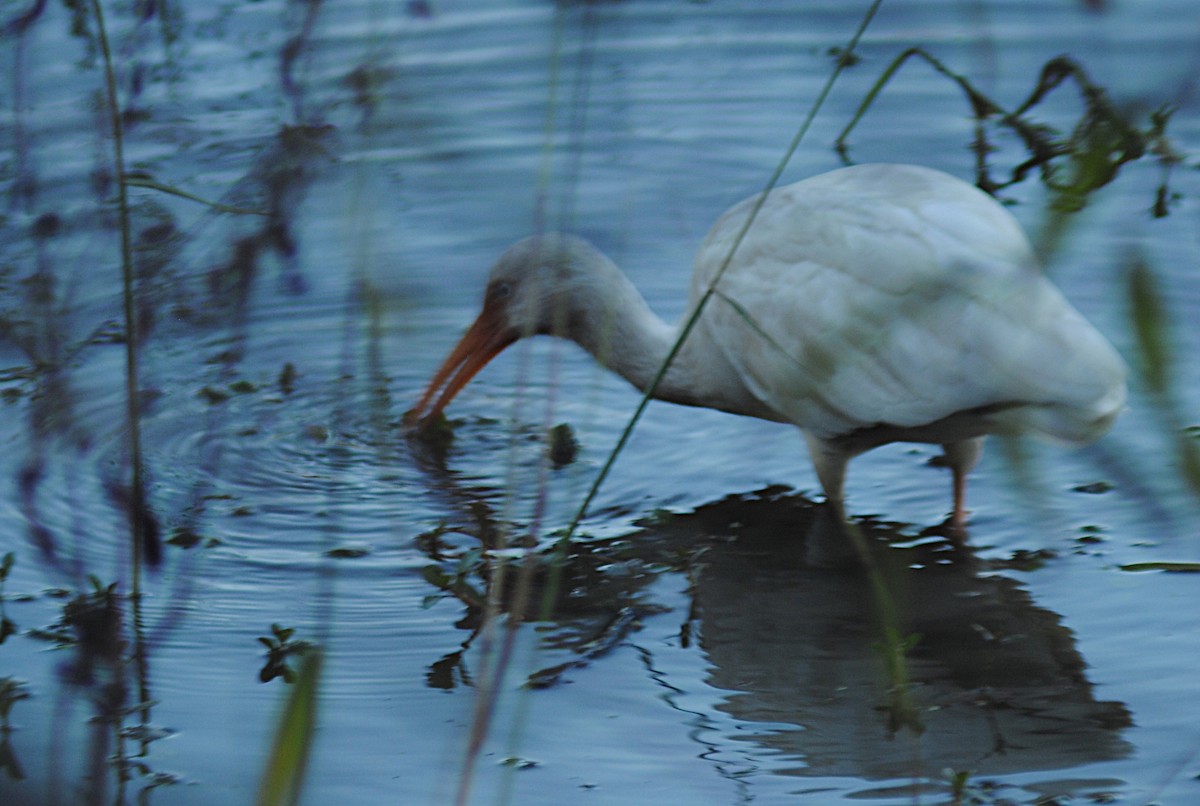 Ibis zuria - ML646814270