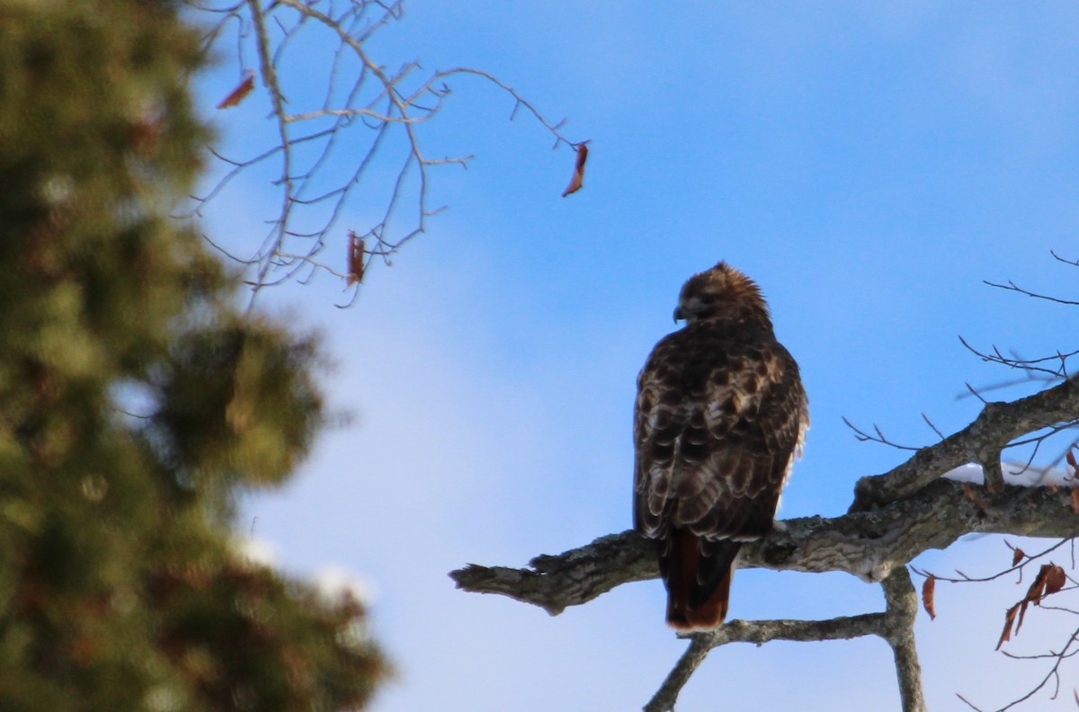 Краснохвостый канюк - ML646814271