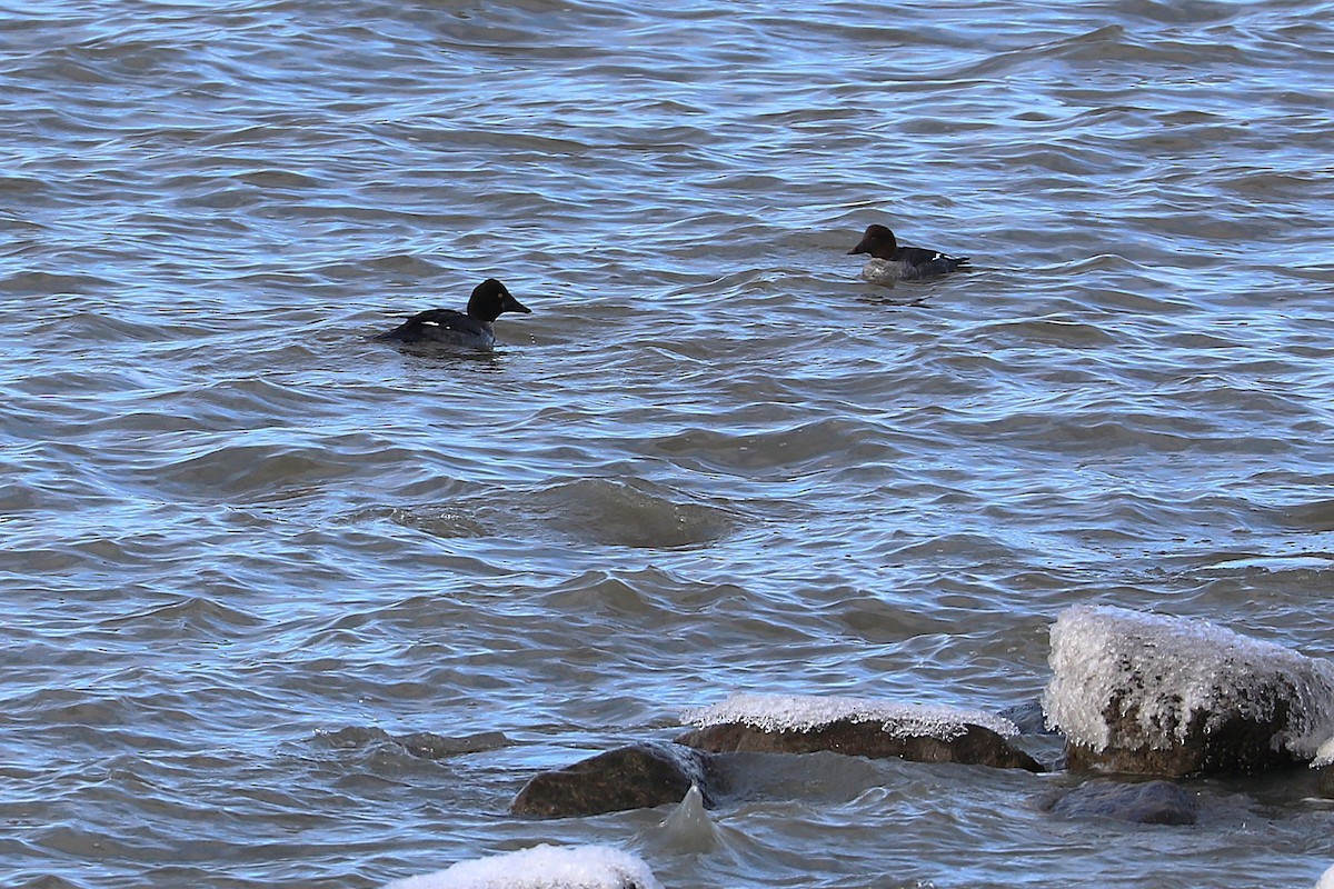 Common Goldeneye - ML646814272