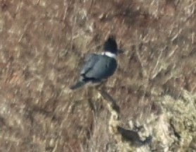 Martín Gigante Norteamericano - ML646814274