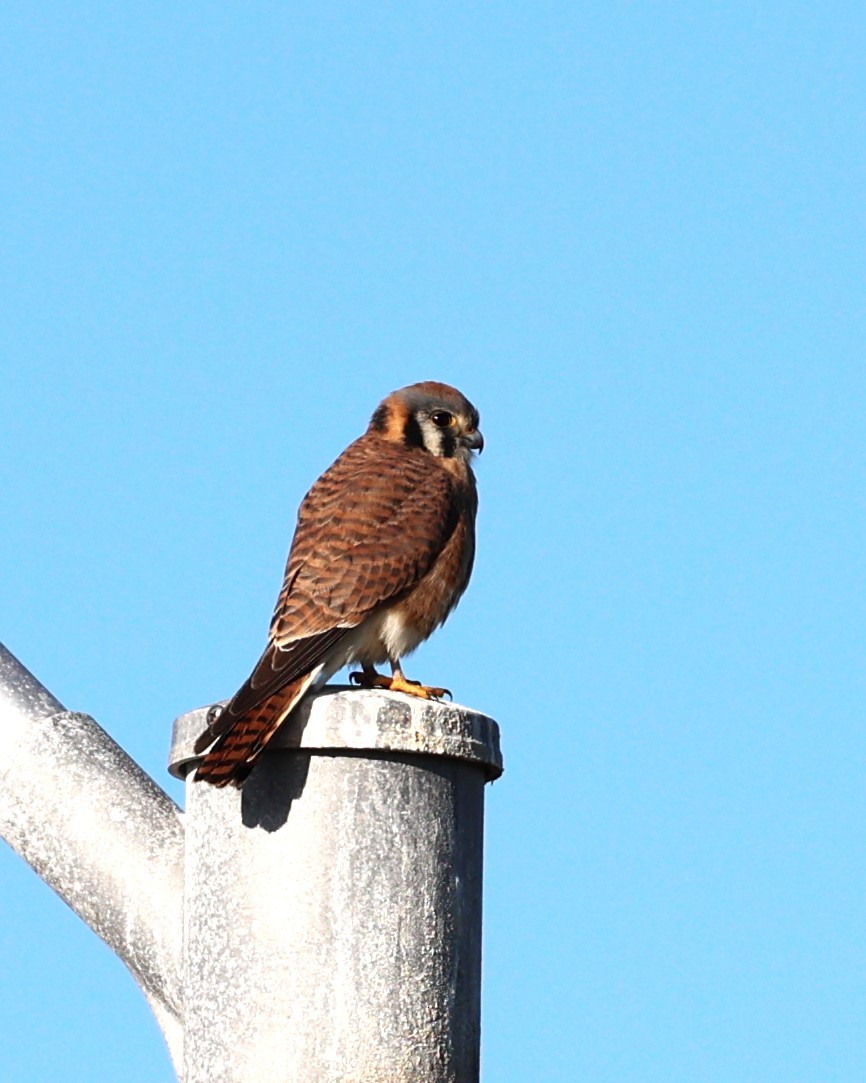 American Kestrel - ML646814278