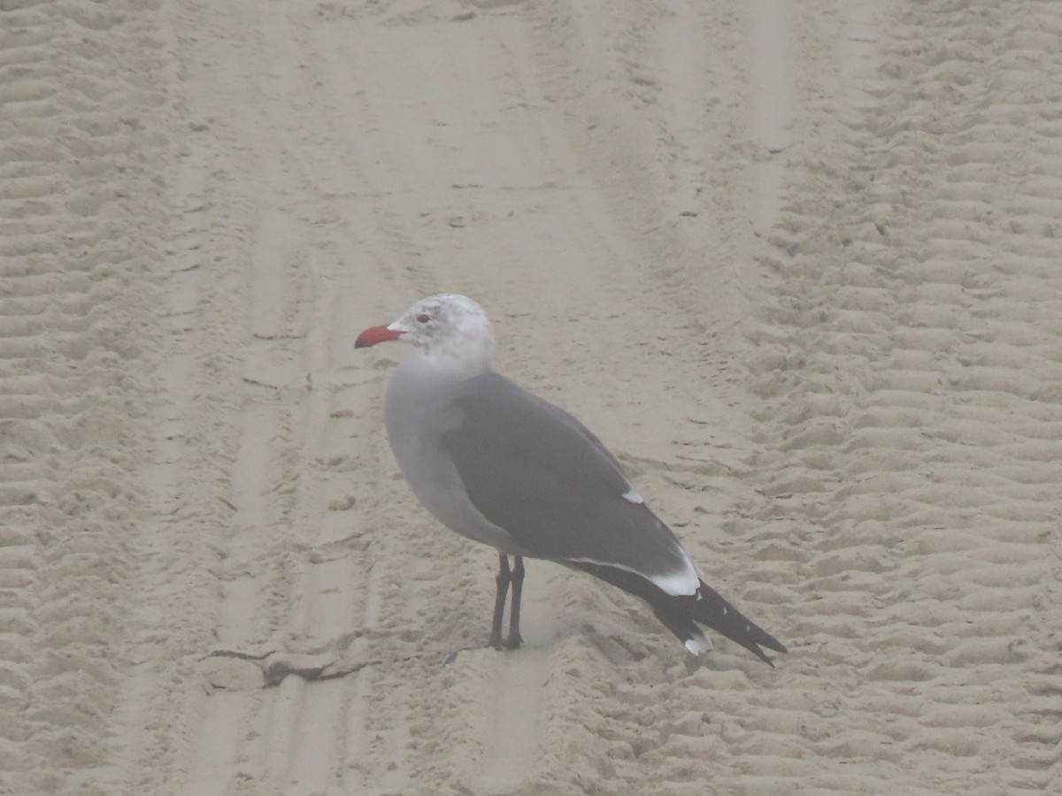 Goéland de Heermann - ML646814285