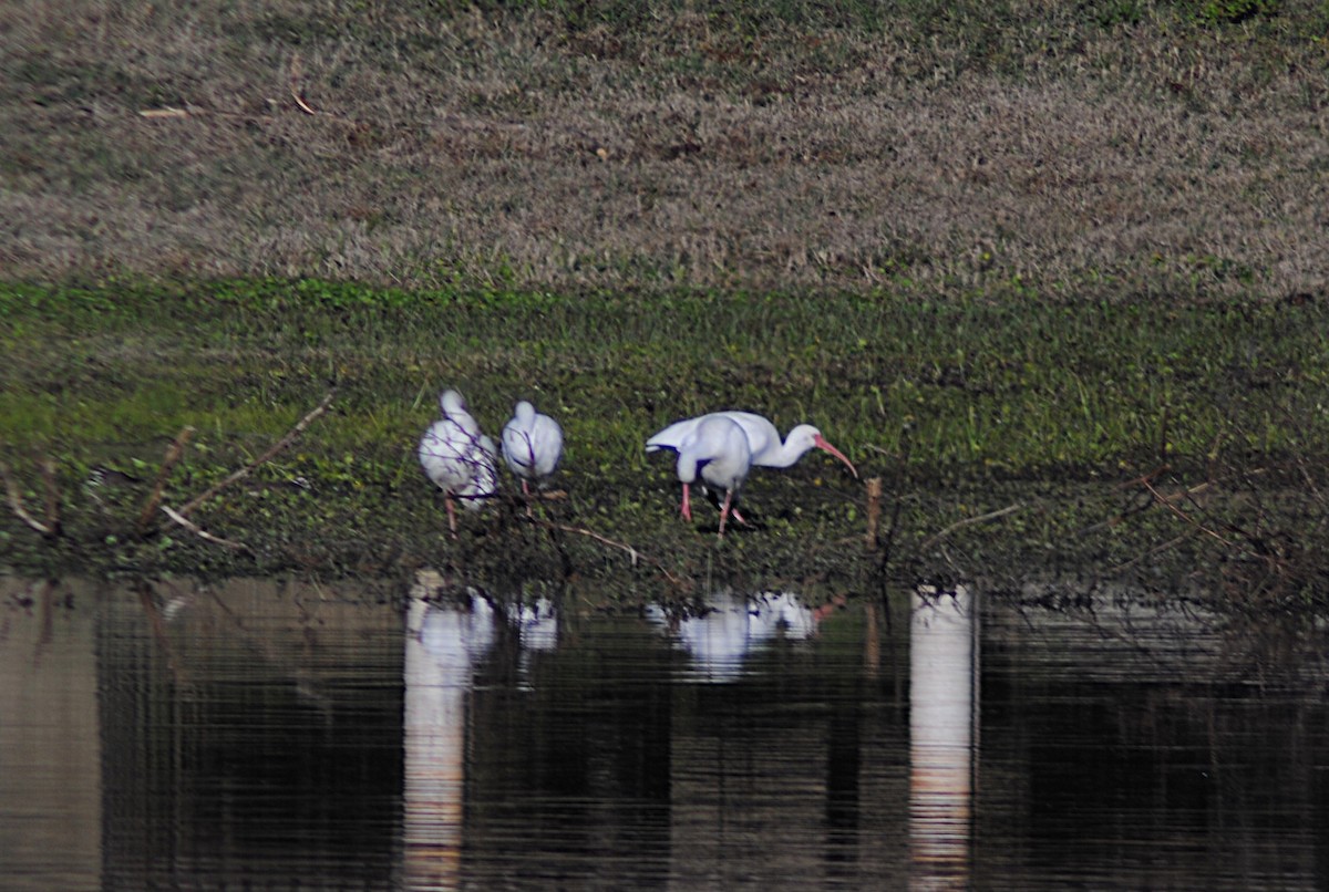 Ibis zuria - ML646814286