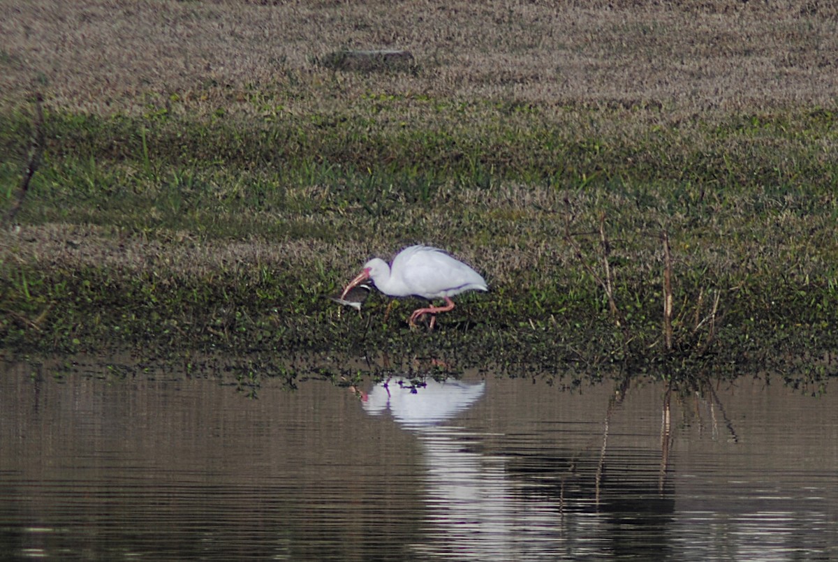 Ibis zuria - ML646814287