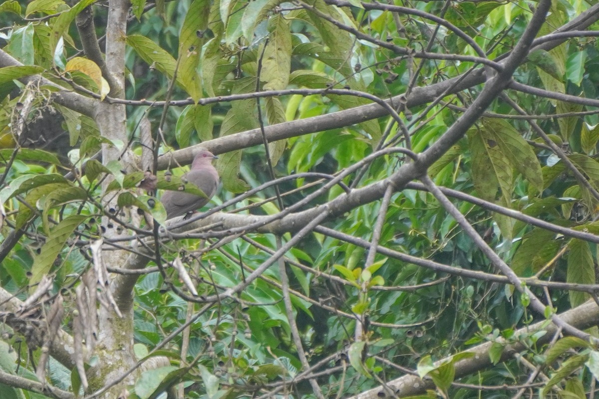 Short-billed Pigeon - ML646814288