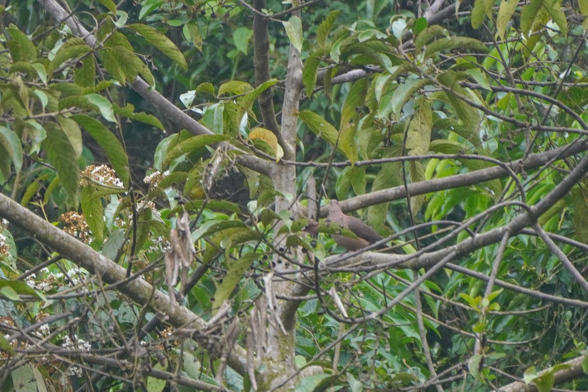 Short-billed Pigeon - ML646814289