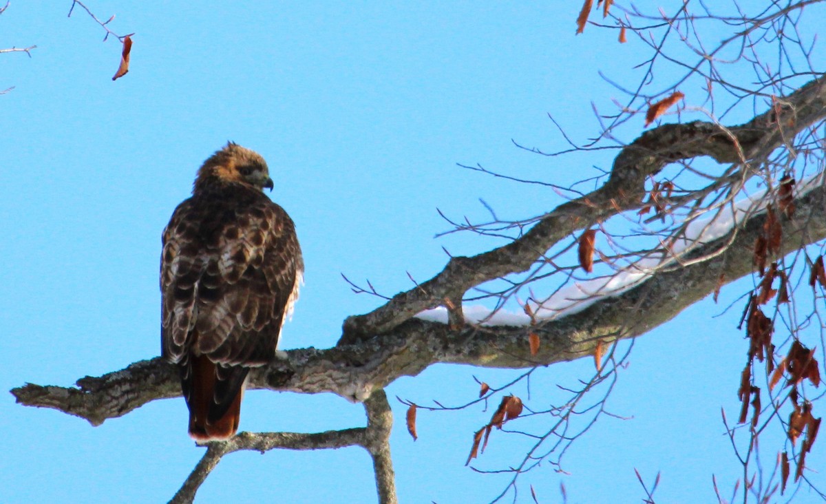 Краснохвостый канюк - ML646814290