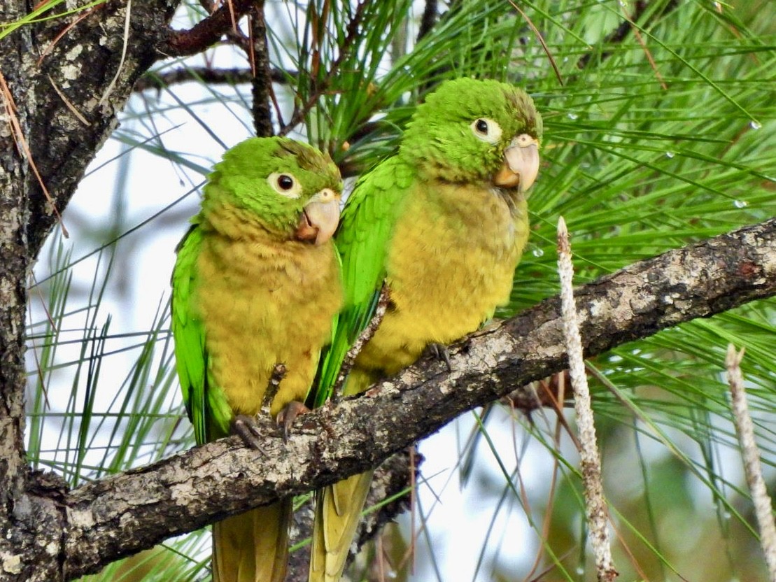 Ямайская аратинга - ML646814291