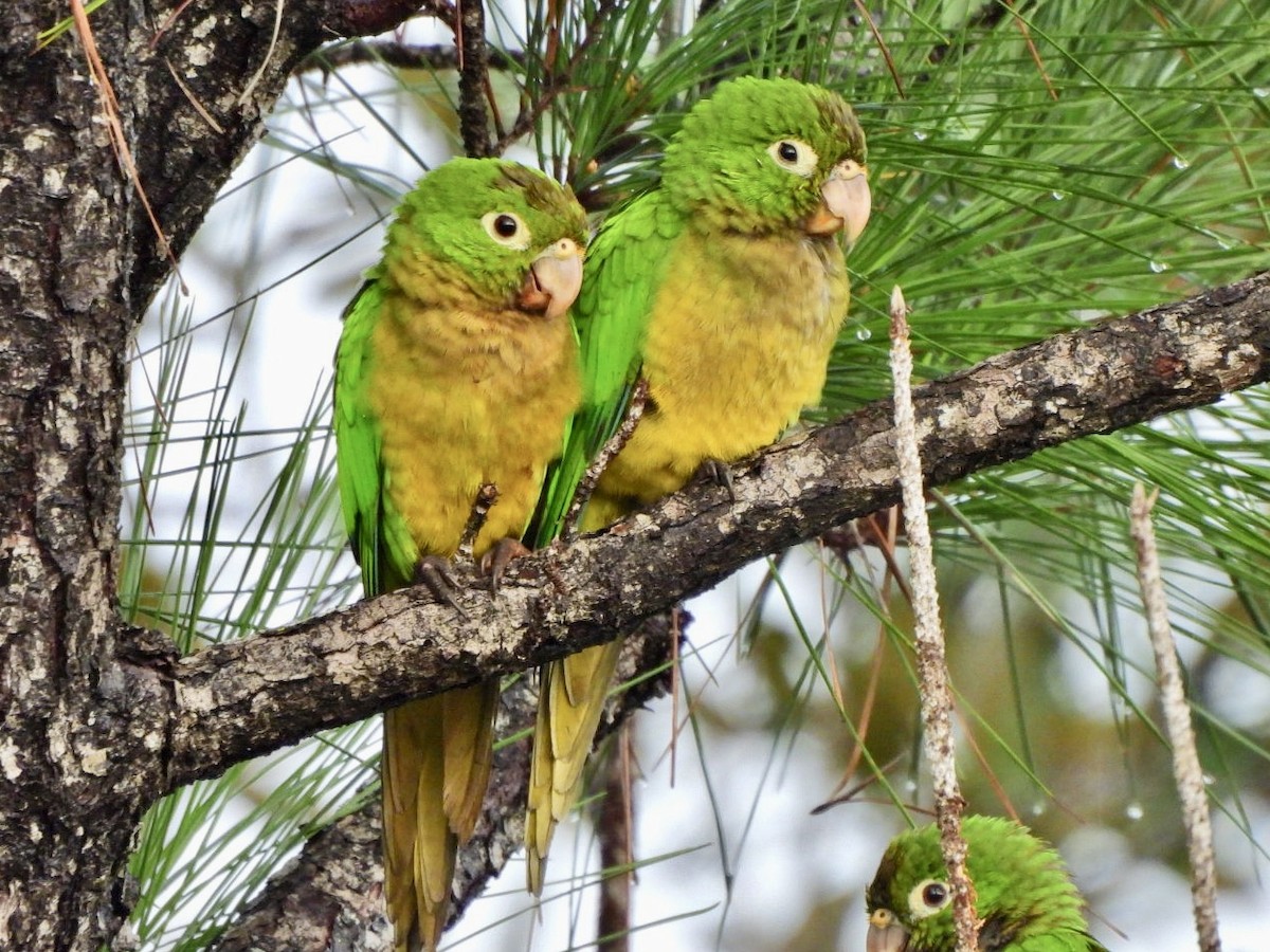 Ямайская аратинга - ML646814292