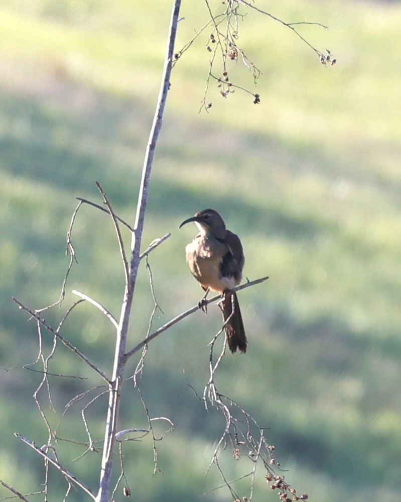 California Thrasher - ML646814294