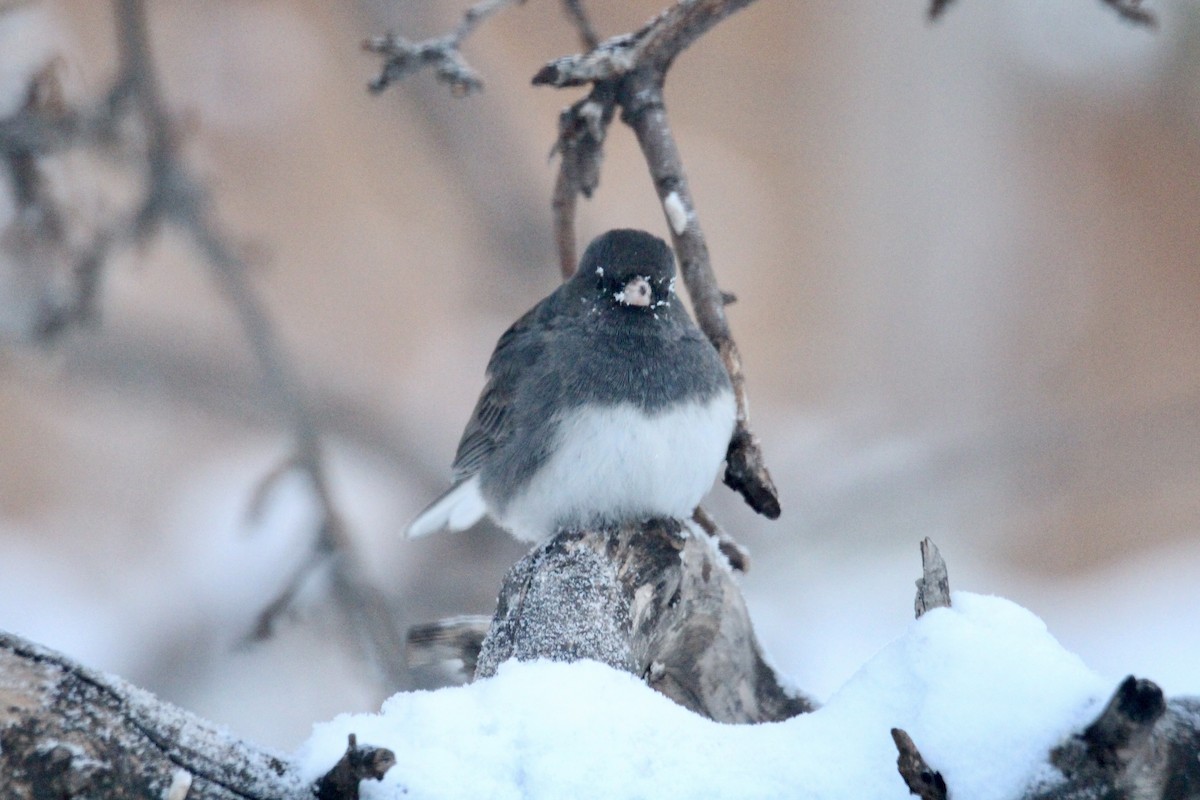 Kara Gözlü Junko (hyemalis/carolinensis) - ML646814299