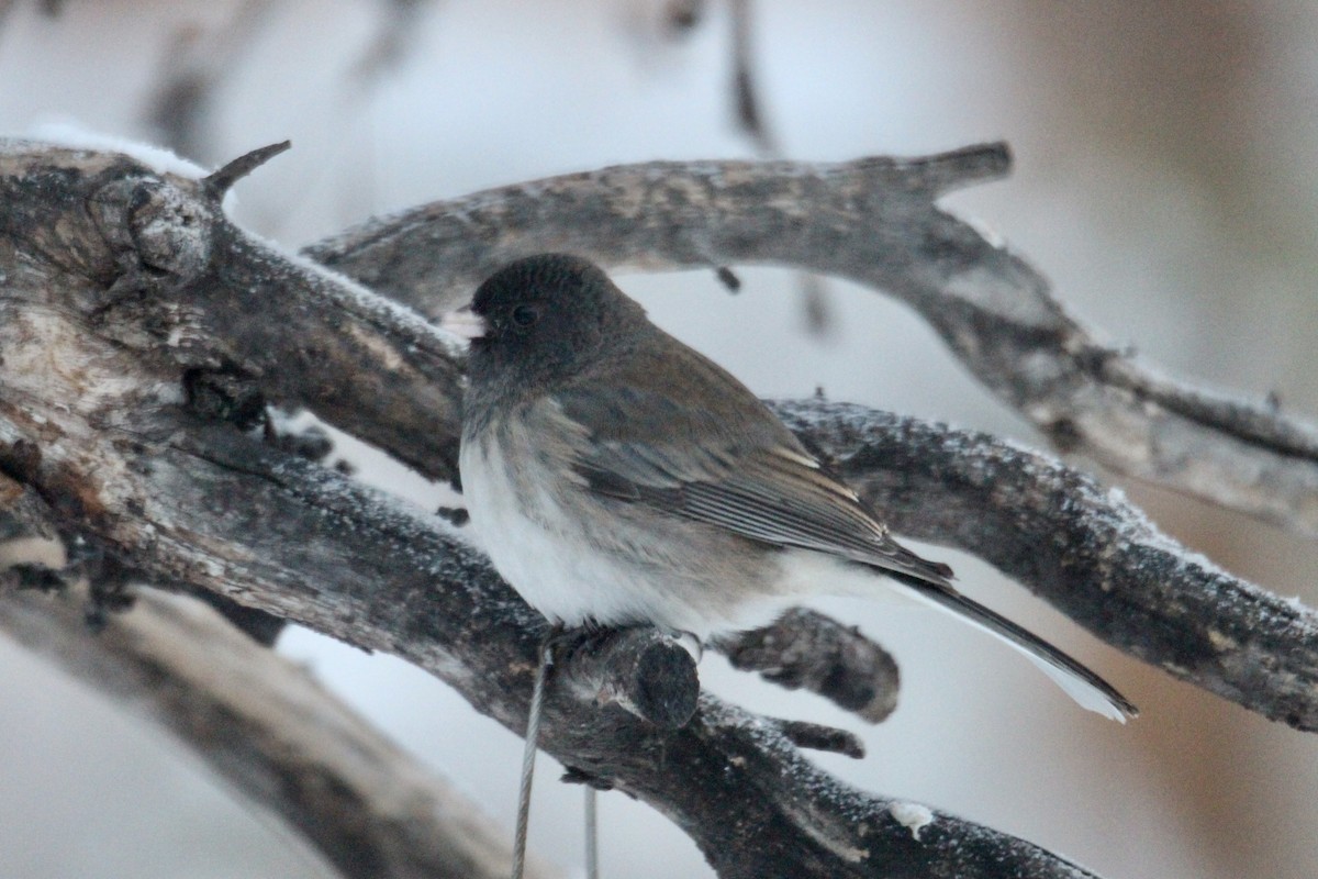 Kara Gözlü Junko (hyemalis/carolinensis) - ML646814300