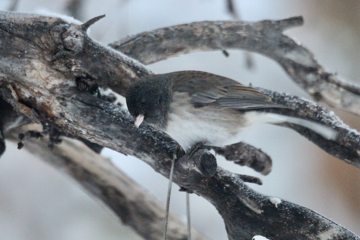 Kara Gözlü Junko (hyemalis/carolinensis) - ML646814301