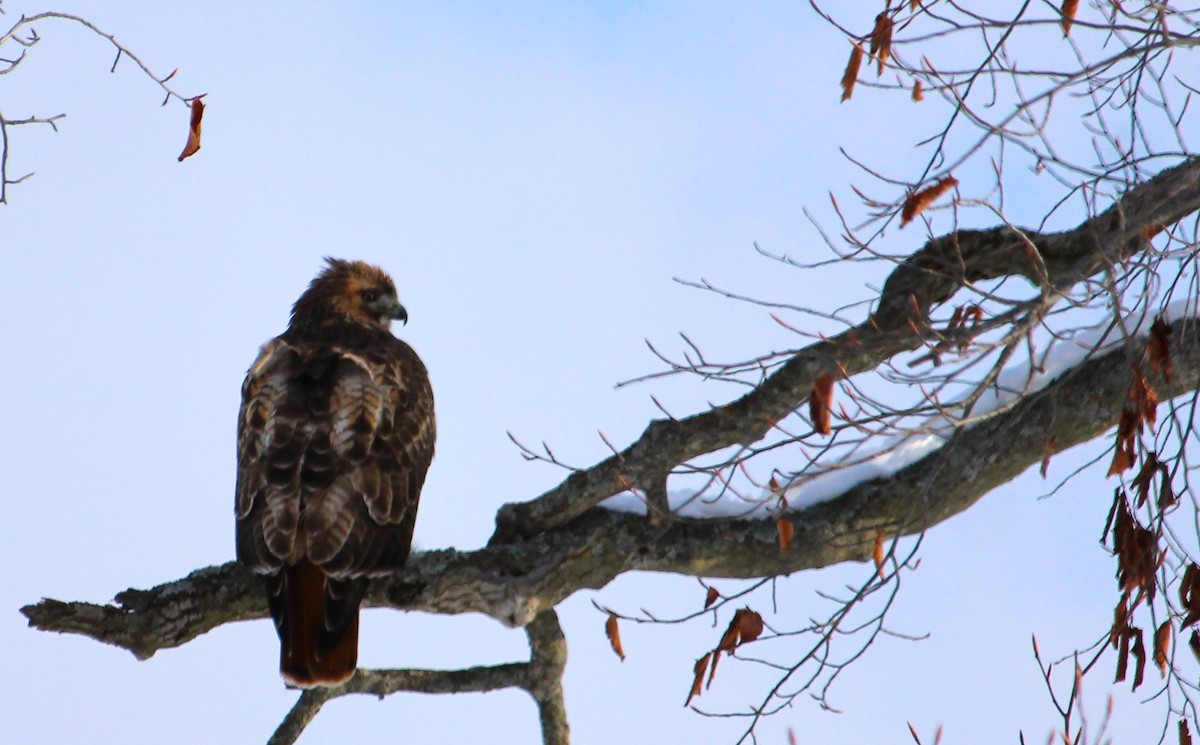 Краснохвостый канюк - ML646814302