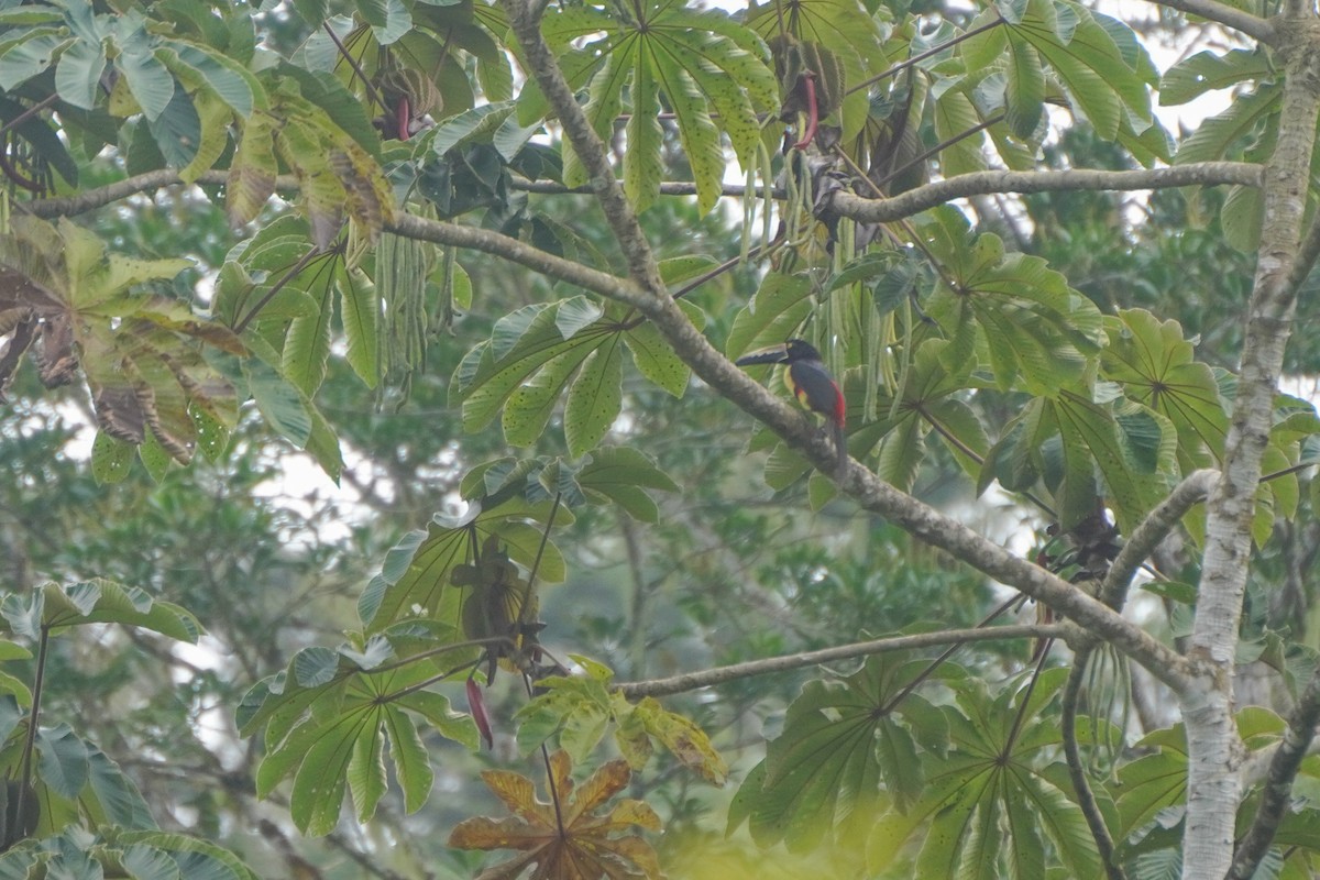 Collared Aracari - ML646814303