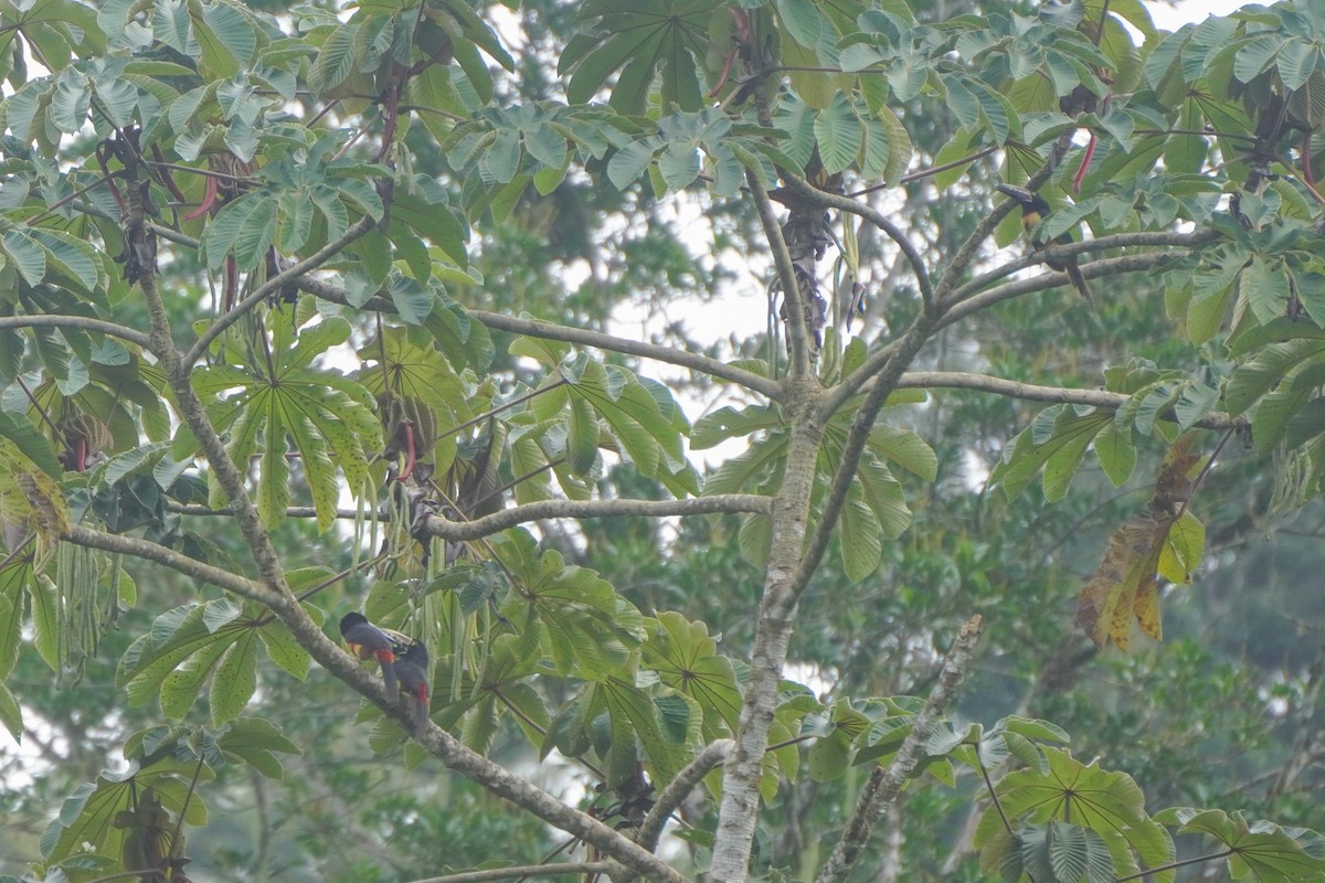 Collared Aracari - ML646814304