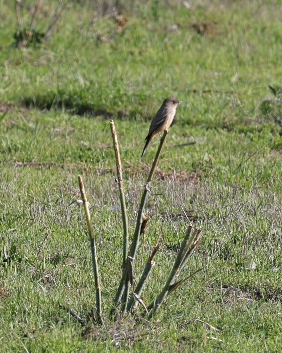 Say's Phoebe - ML646814307