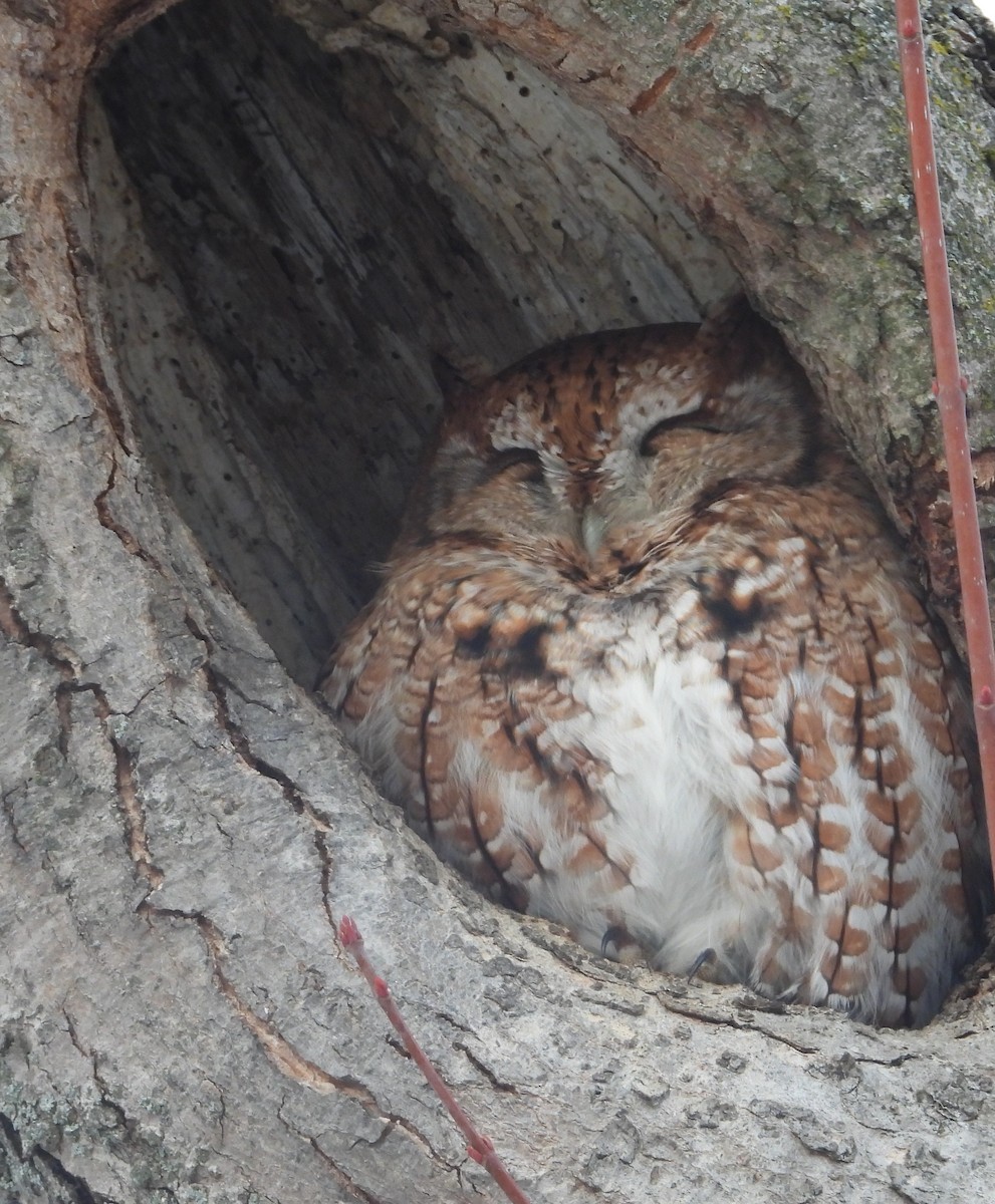 Eastern Screech-Owl - ML646814308
