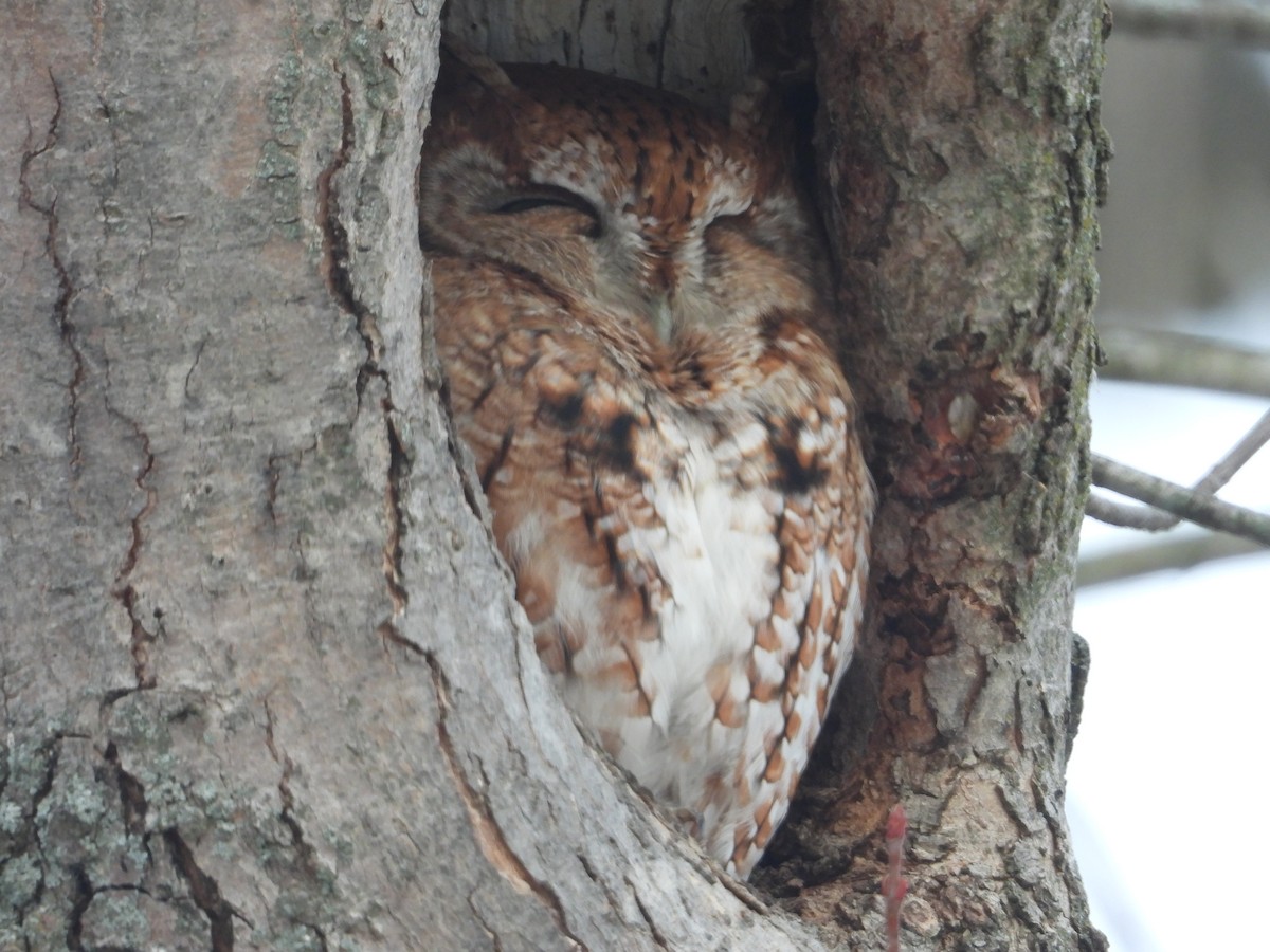 Eastern Screech-Owl - ML646814309