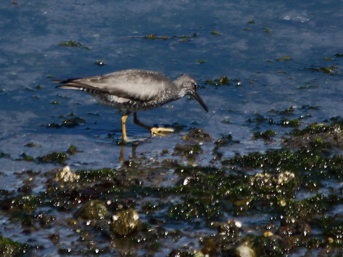 Wandering Tattler - Heather Voboril