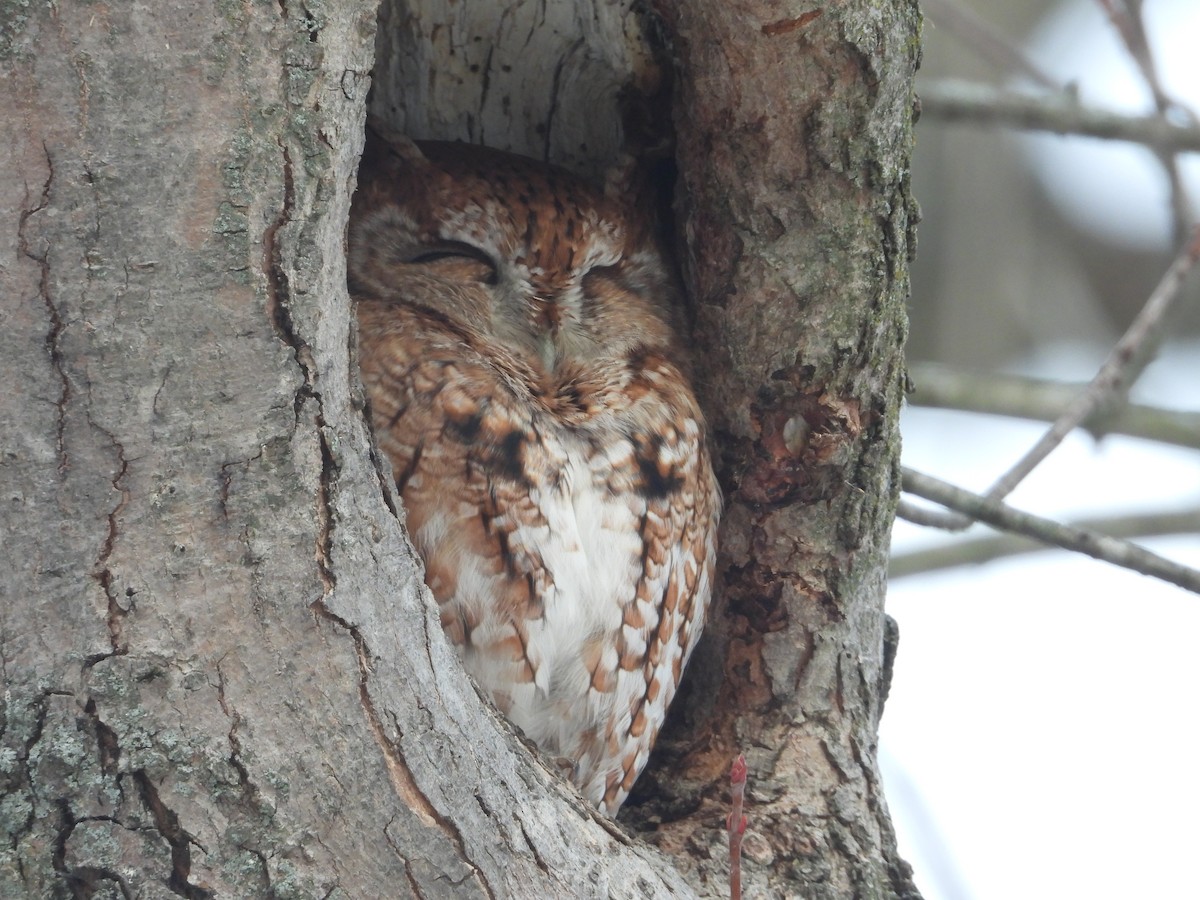 Eastern Screech-Owl - ML646814310