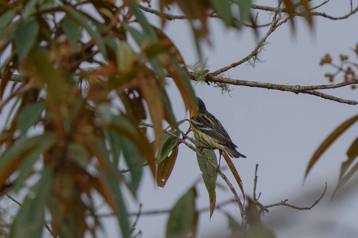 Reinita Gorjinaranja - ML646814311