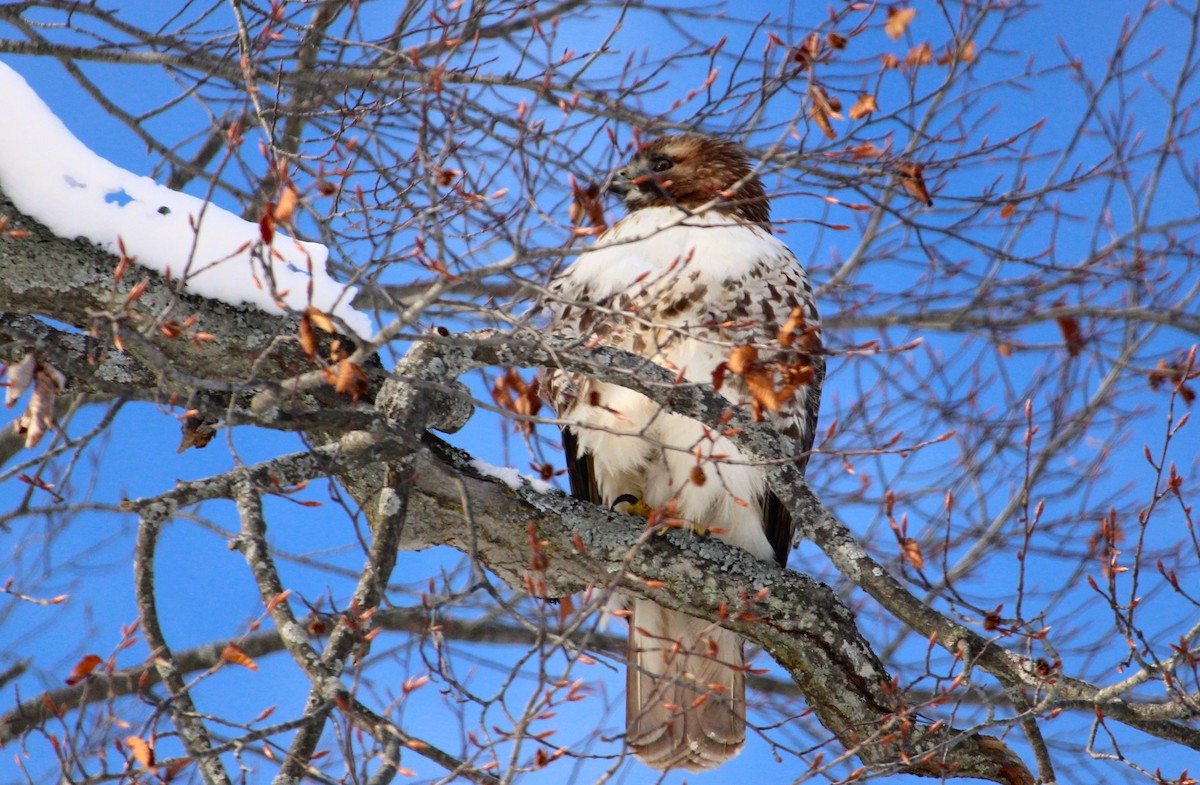 Краснохвостый канюк - ML646814312