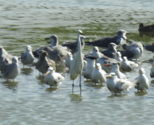 Snowy Egret - ML646814314