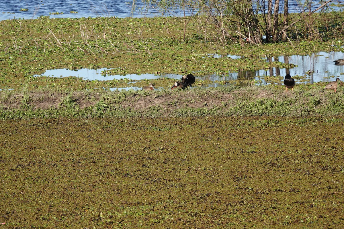 Dendrocigna facciabianca - ML646814315