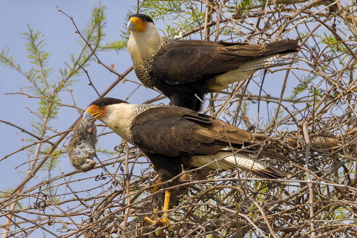 Caracara Carancho - ML646814316