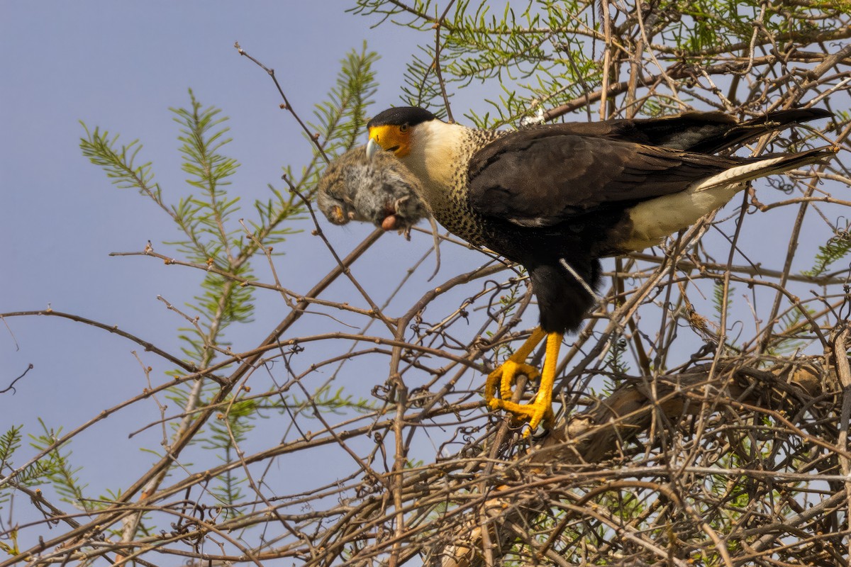 Caracara Carancho - ML646814317