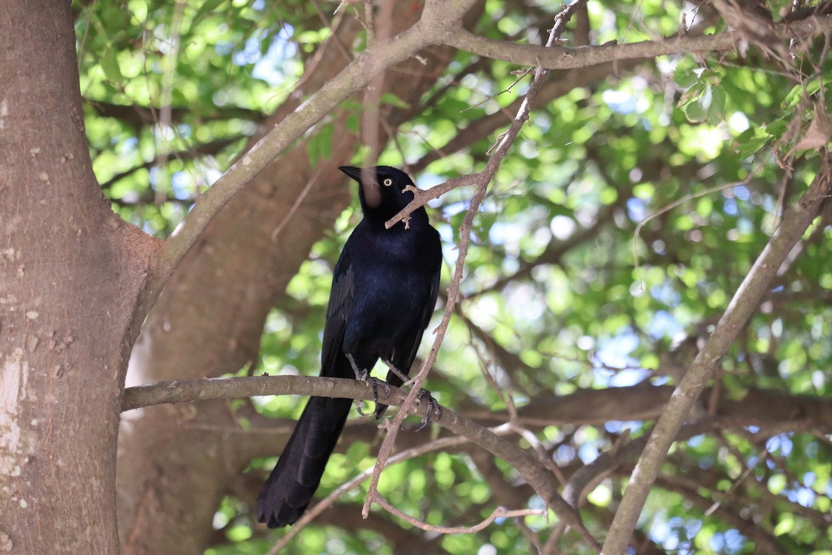 Great-tailed Grackle - ML646814318