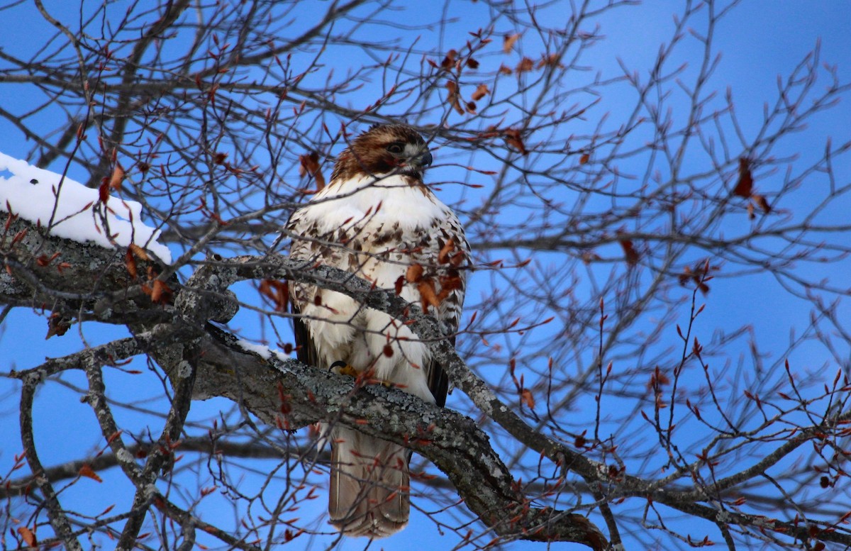 Краснохвостый канюк - ML646814319