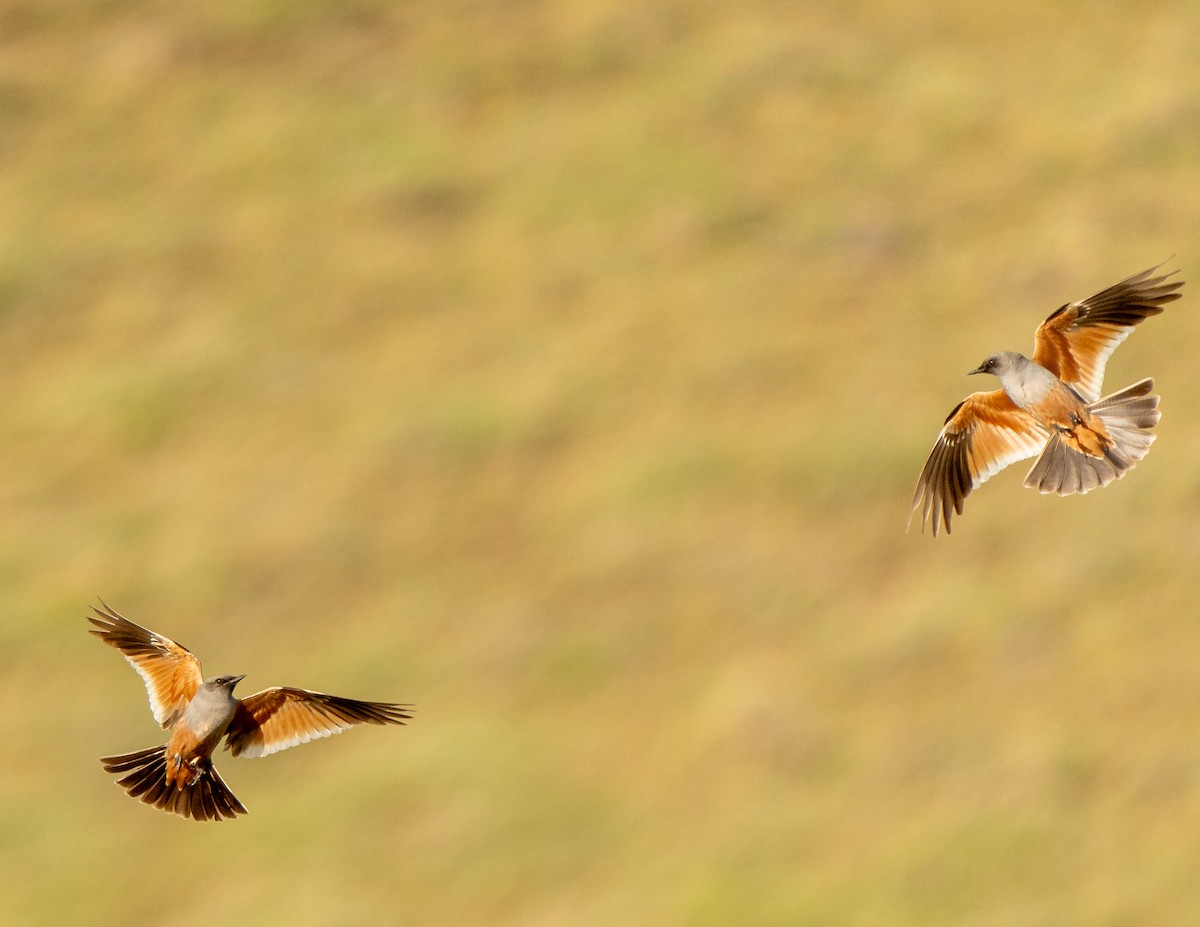 Monjita Chocolate - ML646814320