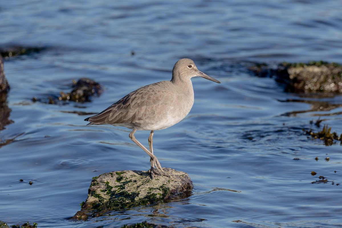 Willet - ML646814321