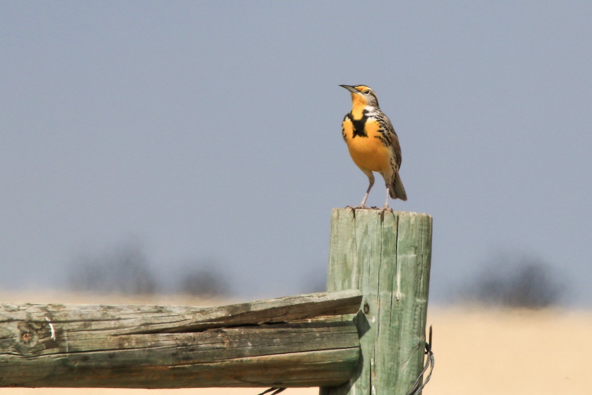 Western Meadowlark - ML646814322